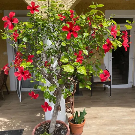 Homestay Leitner Haz Balatongyorok